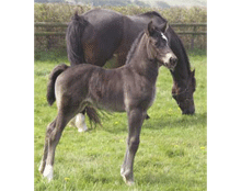 image of Zorro with Fie as foal